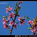 薔薇科-桃花_15.jpg