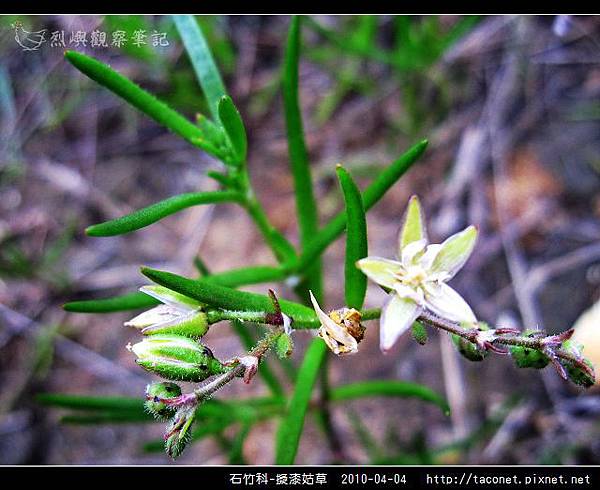 石竹科-擬漆姑草_10.jpg