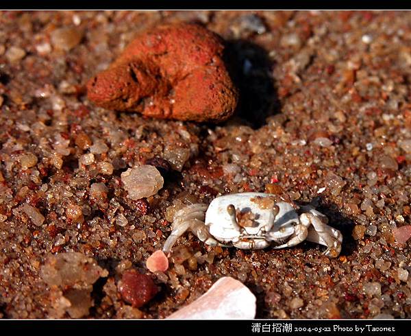 清白招潮蟹_12.jpg