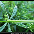 茜草科-刺果豬殃殃_14.jpg