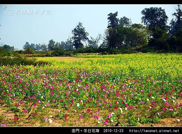 金門。冬日花海_12.jpg