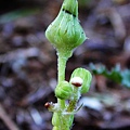 苦苣菜_04.jpg
