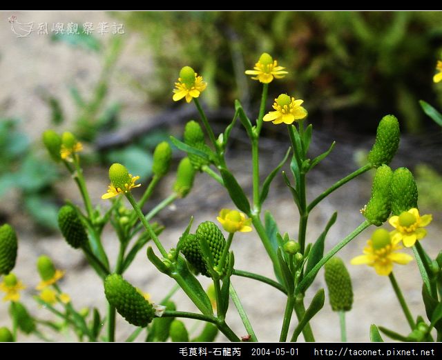 毛莨科-石龍芮_12.jpg