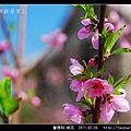 薔薇科-桃花_12.jpg