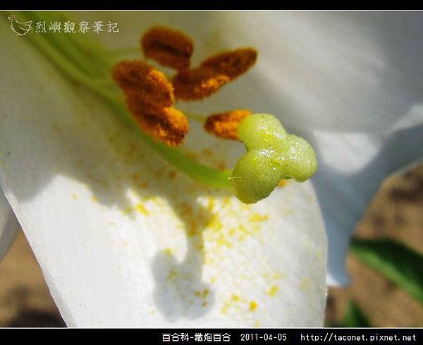 百合科-鐵炮百合_18.jpg