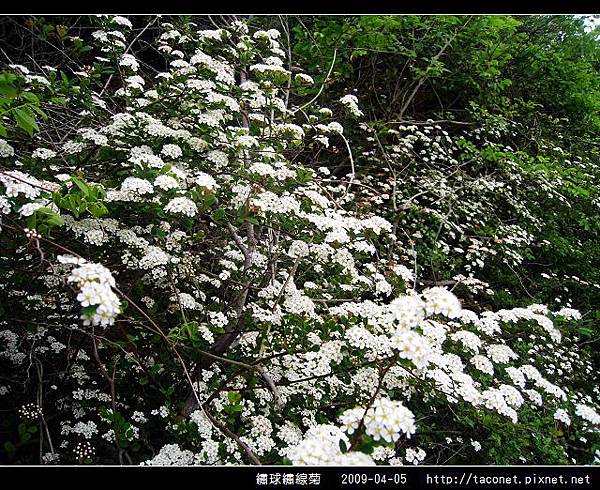 繡球繡線菊_13.jpg