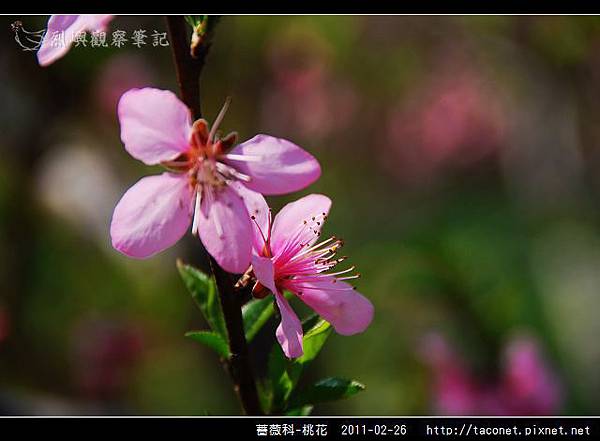 薔薇科-桃花_20.jpg