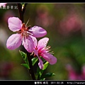 薔薇科-桃花_20.jpg