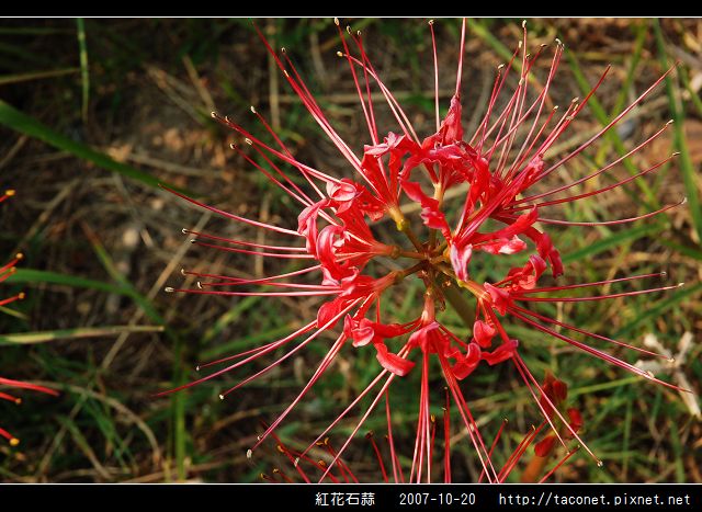 紅花石蒜_04.jpg