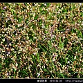 擬漆姑草_05.jpg
