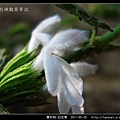 唇形科-白花草_09.jpg