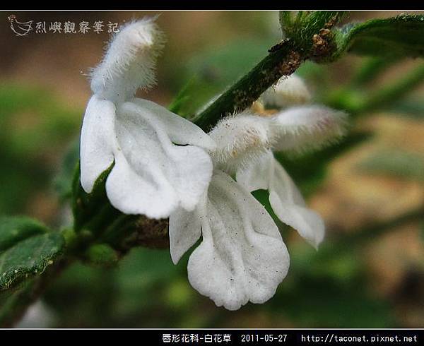 唇形花科-白花草_13.jpg