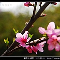 薔薇科-桃花_10.jpg