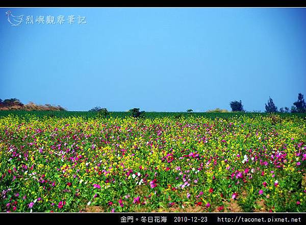 金門。冬日花海_10.jpg