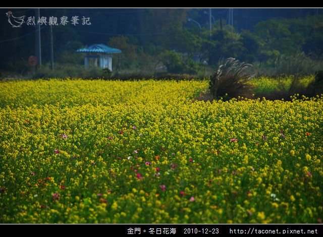 金門。冬日花海_25.jpg