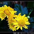 烈嶼鄉。油菊_04.jpg