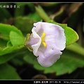 玄參科-泥花草N_10.jpg