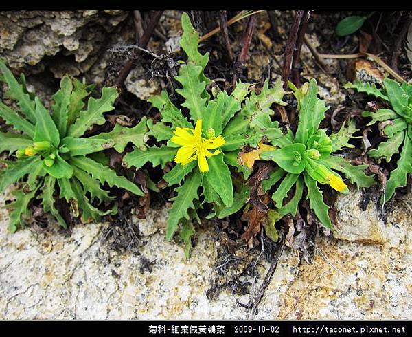 菊科-細葉假黃鵪菜_04.jpg