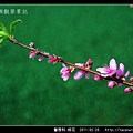 薔薇科-桃花_09.jpg