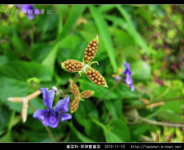 堇菜科-菲律賓堇菜_02.jpg