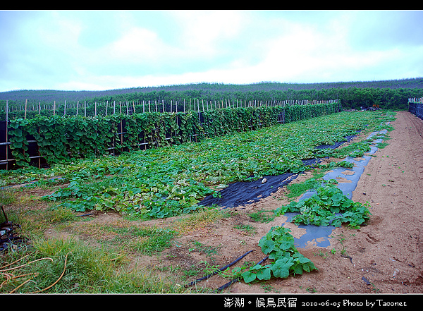 澎湖候鳥民宿_065.jpg