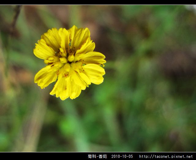 菊科-香茹_08.jpg