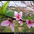 薔薇科-桃花_22.jpg