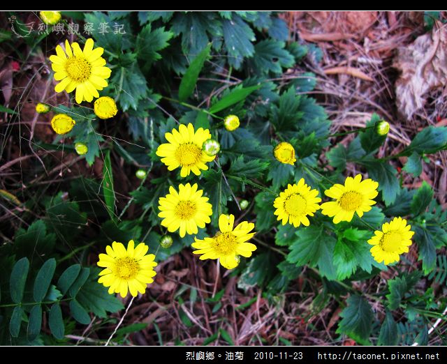 烈嶼鄉。油菊_09.jpg