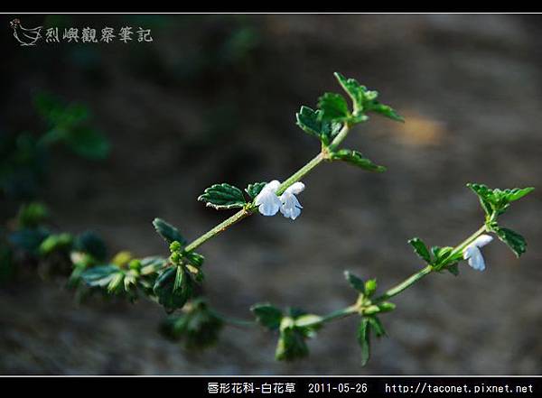 唇形花科-白花草_12.jpg