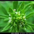 茜草科-刺果豬殃殃_11.jpg