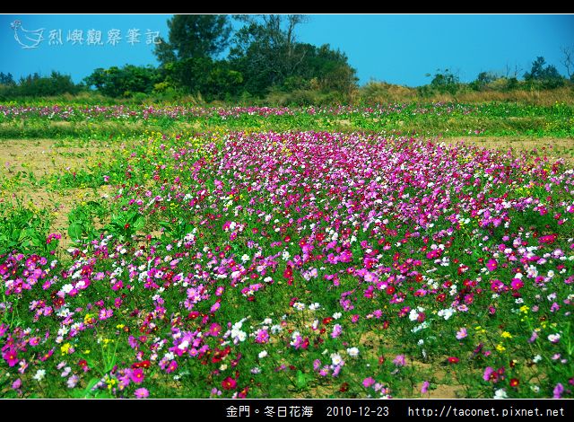 金門。冬日花海_14.jpg