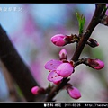 薔薇科-桃花_06.jpg