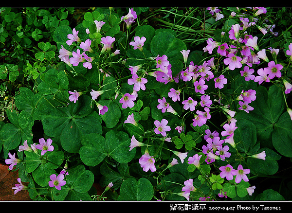 紫花酢漿草_09.jpg