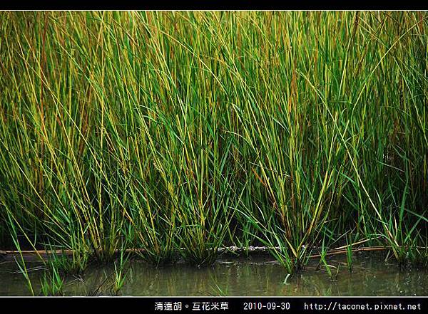 互花米草在清遠湖_04.jpg