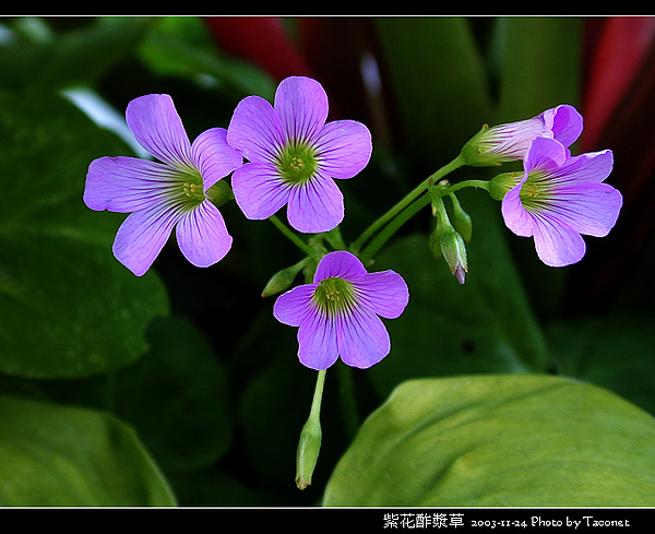 紫花酢漿草_03.jpg