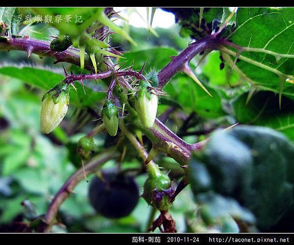 茄科-刺茄_03.jpg