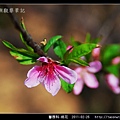 薔薇科-桃花_08.jpg