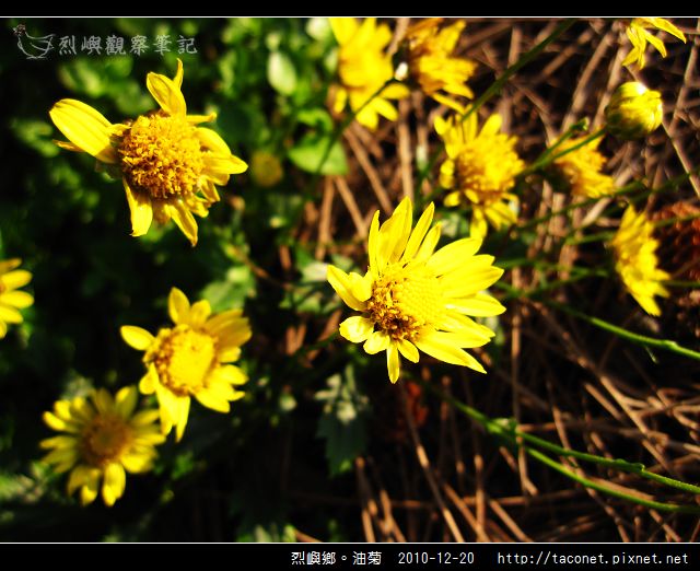 烈嶼鄉。油菊_10.jpg