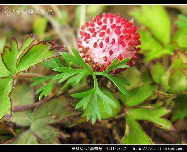 薔薇科-台灣蛇莓_12.jpg