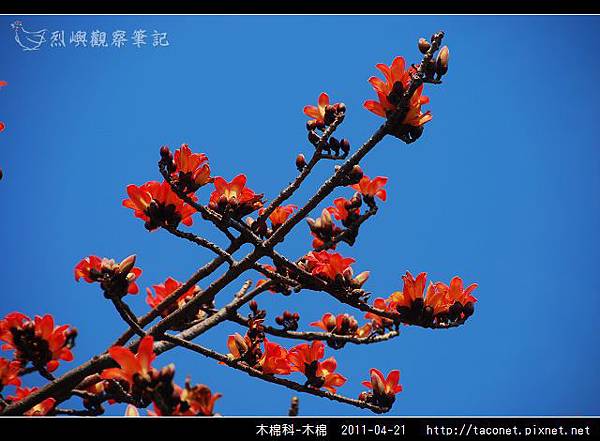 木棉科-木棉_15.jpg