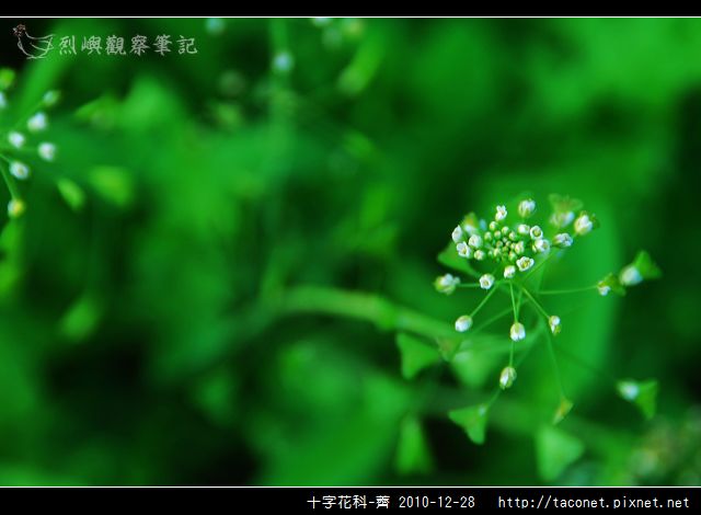 十字花科-薺_01.jpg 十字花科-薺_01.jpg
