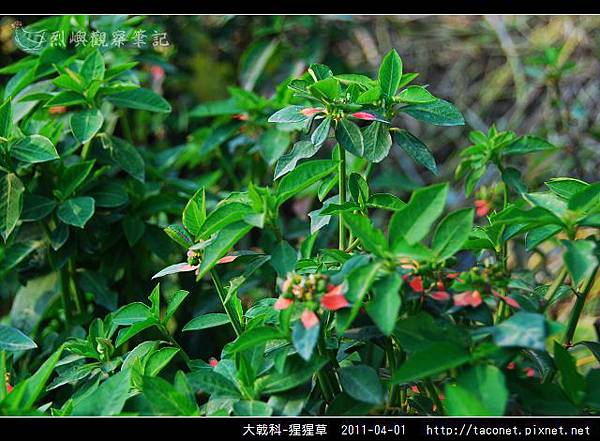 大戟科-猩猩草_02.jpg