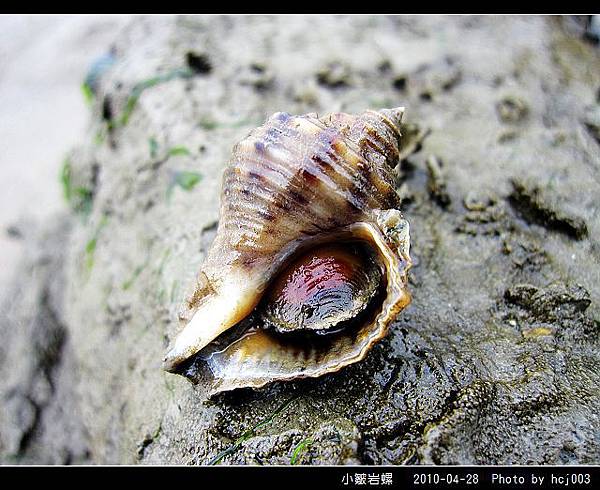 小皺岩螺_04.jpg