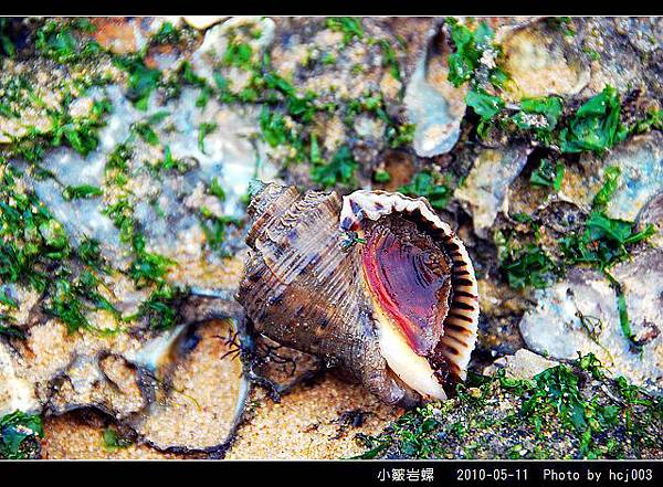 小皺岩螺_02.jpg