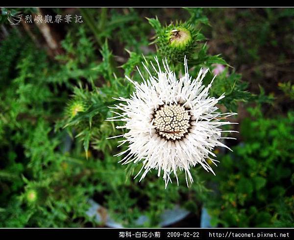 菊科-白花小薊_06.jpg