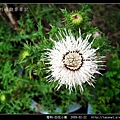 菊科-白花小薊_06.jpg