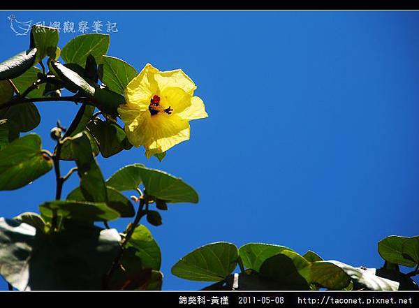 錦葵科-黃槿_14.jpg