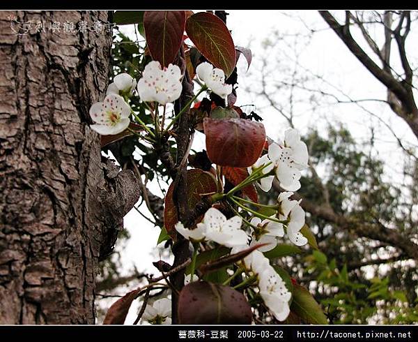 薔薇科-豆梨_07.jpg