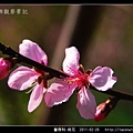 薔薇科-桃花_19.jpg