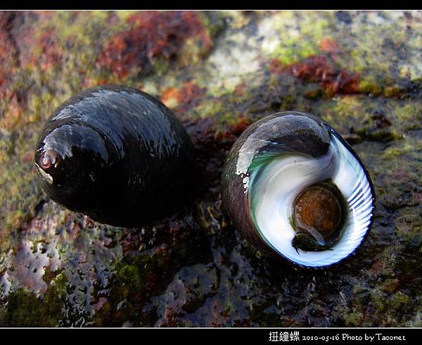 扭鐘螺_07.jpg